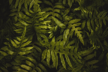 Naklejka na ściany i meble green fern background