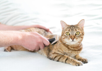A man combs a cat lying on the bed