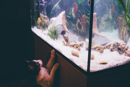 Cat hunting for aquarium fish