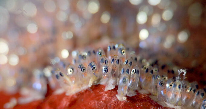 Anemone fish's eggs