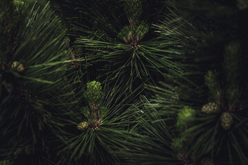 Obraz premium christmas tree background