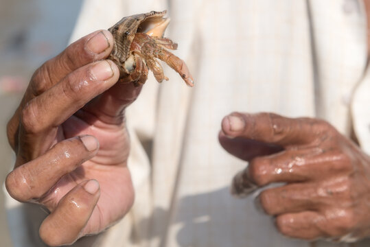 man holding a small shell with Hermit Crab