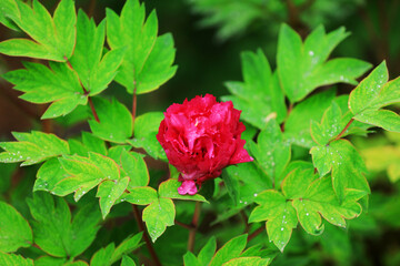 Blooming peonies in the park, China