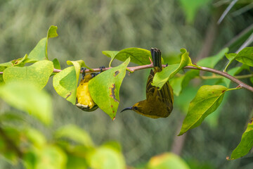 Male and female Olive-backed Sunbirds hanging on the tree branch.