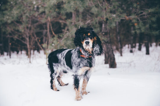 Cocker spaniel at winter forest