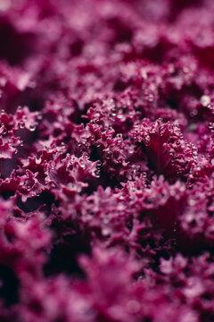Macro shoot of lilac plants and flowers inside the forest.