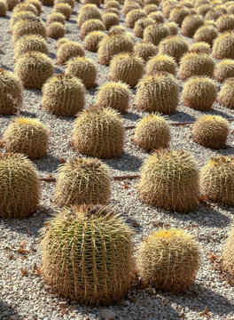 Cactus pattern background