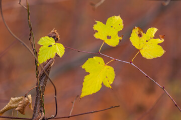 Fototapeta na wymiar 晩秋の黄緑色に紅葉したツタの葉のアップ