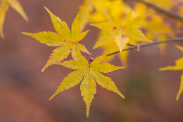 黄色いもみじのアップ
