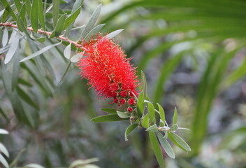 Beautiful fluffy red clusters of Bottlebrush Callistemon