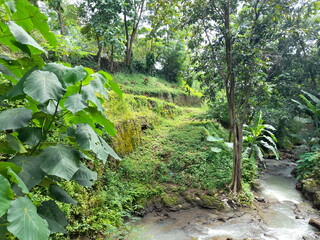 tropical forests in southeast asia,nature top view