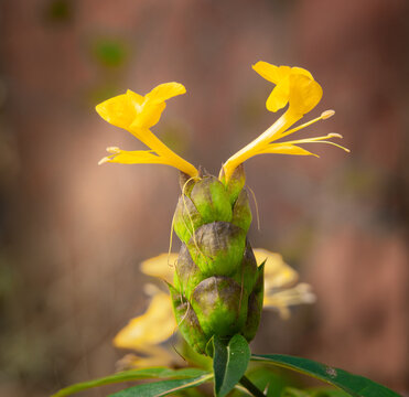 Barleria lupulina with yellow blossom. Macro nature plant photography.