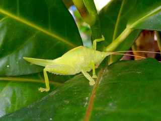 Green grasshopper on the leaf in the garden.