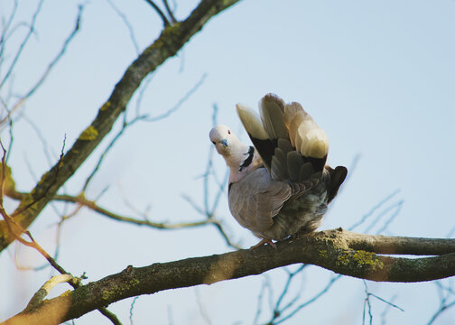 Wild dove perching on tree branch turns her head and looks straight at the camera