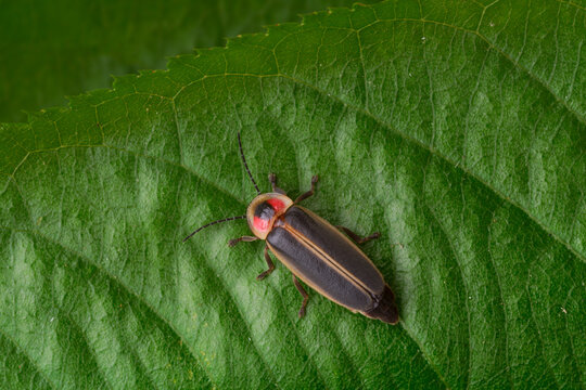 A lightning bug or firefly sitting on a leaf in daytime.