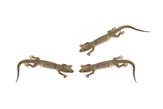 House lizard isolated on white background.