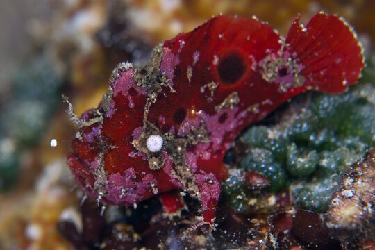 painted frogfish