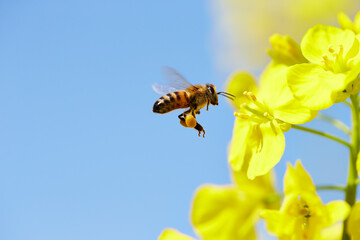 honey bee flying around rape flower