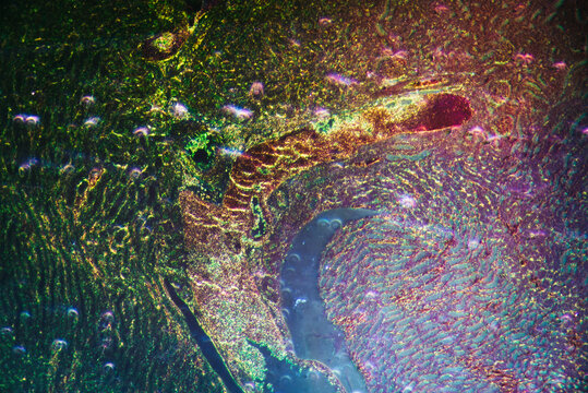 animal kidney section