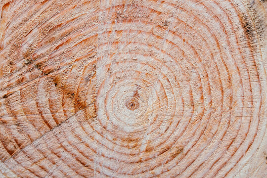Tree rings on freshly cut evergreen, close up