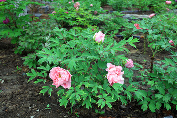 Blooming peonies in the park, China