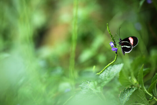 A Colorful Butterfly Drinking Nectar From A Purple Flower