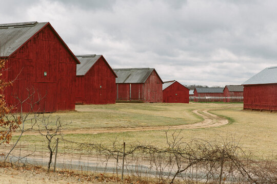 Tabacco Barns in Fall