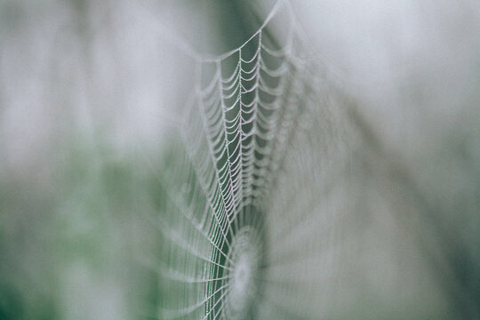 Top half of a beautiful spider web with green tones