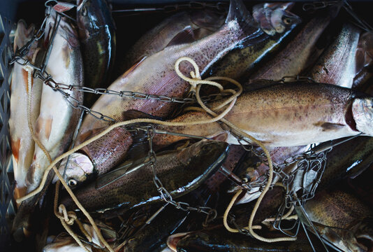 Freshly caught trout on stringers