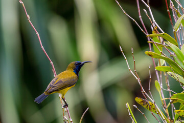 Male Olive-backed sunbird perching on the tree branch.