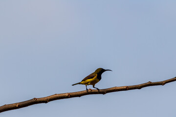Male Olive-backed sunbird perching on the tree branch with blue sky background.