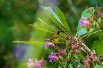 Male Olive-backed sunbird perching on flower.
