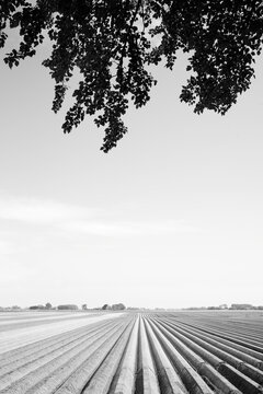 Dutch field with planted potatoes