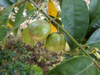 Phaleria macrocarpa (crown of god / simalakama) in tropical nature Borneo