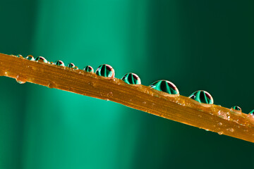 Closeup of a leaf full of raindrops, on a green background