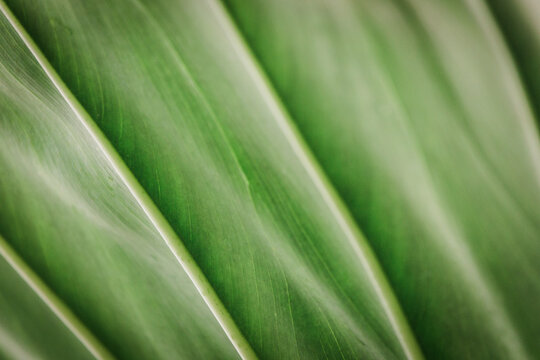 Abstract shot of a lush palm leaf