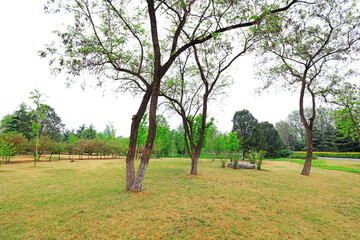 Green plants in the park, North China