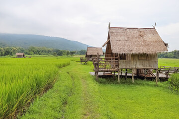 Fototapeta na wymiar A hut or Cottage in a rice field ,Paddy field