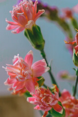 claveles color rosa con fondo azul claro