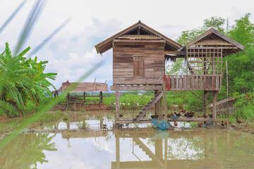 Fototapeta na wymiar Old wooden cabin And duck farm,duck in a field, on a rural farm landscape