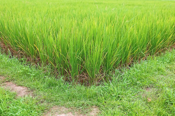 pathway in a rice field with grass and rice plants