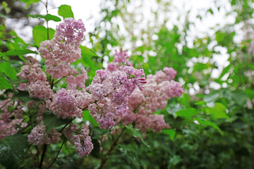 Obraz premium Lilac flowers in the park, North China