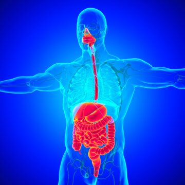 Human Digestive System Anatomy For Medical Concept 3D Rendering
