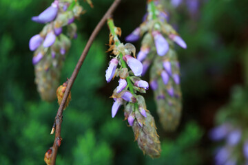 Wisteria flowers in the park, North China