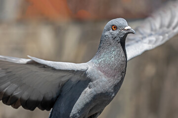 Action Scene of Rock Pigeon Flying in The Air Isolated on Background