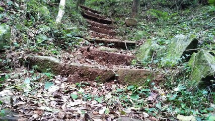 Escaleras en la selva , misiones argentina