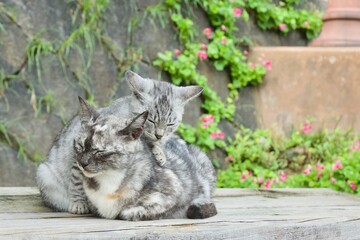 Onomichi Cats in Japan