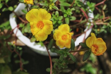 yellow autumn leaves