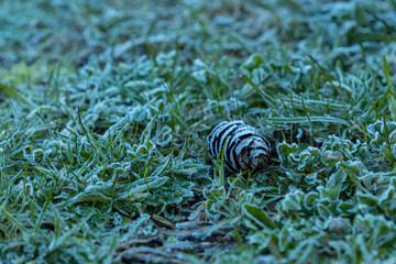 close up of a small pine cone laying on the green grass field  covered up with a thin layer of frost on a cold winter morning
