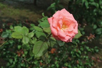pink rose in garden